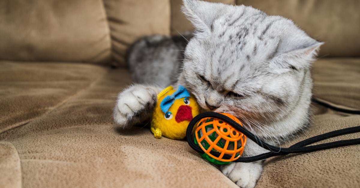 Best Types of Interactive Cat Toys